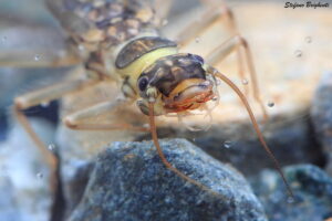 Introduzione allo studio dei macroinvertebrati di acqua dolce